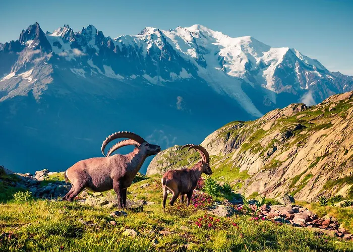 Résidence Grand Roc - Campanules 213 - Happy * Chamonix Mont Blanc